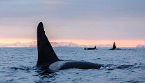 Killer whale / orca (Orcinus orca) pod searching for herring in Andfjorden, close to Senja, Troms, Northern Norway, January (polar night period).