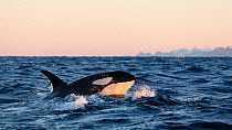 Killer whale / orca (Orcinus orca) surfacing at sunset in Andfjorden, close to Andoya, Nordland, Norway, January.