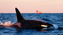 Killer whale / orca (Orcinus orca) male surfacing, local fishing boat in background. Andfjorden, close to Andoya, Nordland, Norway, January.