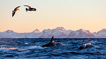 Killer whales / orcas (Orcinus orca) followed by herring gulls (Larus argentatus) while feeding on herring. Andfjorden, close to Andoya, Nordland, Norway, January.