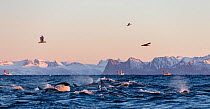Killer whales / orcas (Orcinus orca) feeding on herring, gulls in flight above. Andfjorden, close to Andoya, Nordland, January.