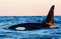 Killer whale / orca (Orcinus orca) male surfacing. Andfjorden, close to Andoya, Nordland, Norway, January.