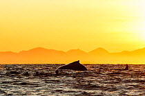 Killer whale / orca (Orcinus orca), humpback whale (Megaptera novaeangliae) and divers together at sunset. Andfjorden, close to Andoya, Nordland, Northern Norway. January.