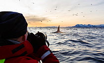 Tourist photographing killer whales / orcas (Orcinus orca) on 'Whale Safari'. Andfjorden, close to Andoya, Nordland, Northern Norway.  January 2014.