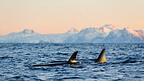 Killer whales / orcas (Orcinus orca), Andfjorden, close to Senja, Troms, Northern Norway, January (polar night period).