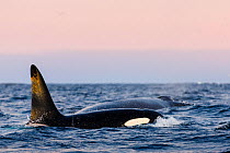 Killer whale / orca (Orcinus orca) male surfacing with a humpback whale (Megaptera novaeangliae). The two species were feeding on the same school of herring. Andfjorden, close to Senja, Troms, Norther...
