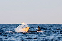 Killer whale / orca (Orcinus orca) tail-slapping / lobtailing. Andenes, Andoya, Nordland, Norway, January.