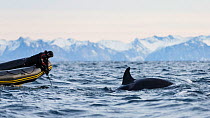 National Geographic photographer taking underwater photos of Killer whale / orca (Orcinus orca). Andfjorden, close to Andoya, Nordland, Northern Norway. January 2014.