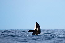 Killer whale / orca (Orcinus orca) spyhopping. Andfjorden, close to Andoya, Nordland, Northern Norway, January.