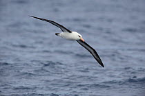 Campbell albatross (Thalassarche impavida) in flight at sea between Snares and Campbell Islands, New Zealand, March.
