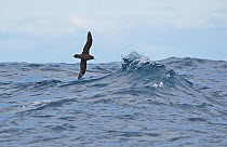 White chinned petrel (Procellaria aequinoctialis) in flight at sea, south of Snares Islands, New Zealand, March.
