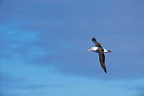 Campbell albatross (Thalassarche impavida) in flight between Snares and Auckland Islands, New Zealand, March.
