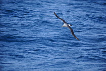 White capped albatross (Thalassarche steadi) in flight at sea. Auckland Islands (Subantarctic), New Zealand, February.