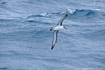 Buller's albatross (Thalassarche bulleri) in flight at sea between Snares Islands and Auckland Islands, New Zealand, February.