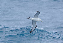 White capped albatross (Thalassarche steadi) in flight at sea. Auckland Islands (Subantarctic), New Zealand, February.