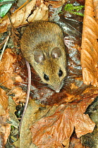 Wood mouse (Apodemus sylvaticus). Captive. Dorset, UK, April.