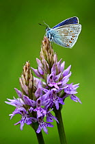 Common blue butterfly (Polyommatus icarus) resting on common spotted orchid. Powerstock Common, Dorset, UK, May.
