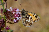 Grayling butterfly (Hipparchia semele) feeding on wild marjoram nectar. Dorset, UK, July.