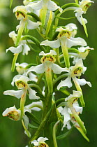 Close up of greater butterfly orchid (Platanthera chlorantha) flowers. Dorset, UK, May.