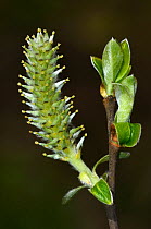 Grey willowtree  (Salix cinerea), female catkin and foliage. Dorset, UK, April.