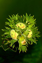 Hazel (Corylus avellana) nuts developing in summer. Dorset, UK, June.