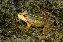 Marsh frog (Pelophylax ridibundus), adult male. Cogden, Dorset, UK July.
