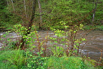 Japanese knotweed (Fallopia japonica) invasive species growing on banks of River Ifon, Powys, Wales, May.