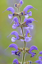 Meadow clary (Salvia pratensis), Provence, France, May.