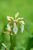 Stinking iris flower (Iris foetidissima), Surrey, England, May.