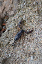 Yellow-tailed scorpion (Euscorpius flavicaudis), Provence, France, May.