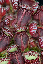 Albany pitcher plant (Cephalotus follicularis) in studio. Occurs in south-western Australia.