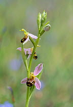 Bee orchid (Ophrys apifera), Provence, France, May.