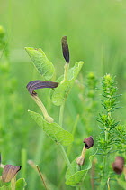 Birthwort (Aristolochia rotunda), Provence, France, May.