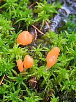 Bog beacon fungus (Mitrula paludosa) growing in sphagnum bog. Torridon, Scotland, June.