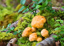 Chanterelle fungi (Cantharellus cibarius), Torriodon, Scotland, June.