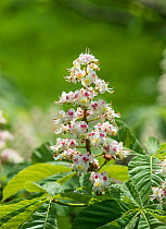 Horse chestnut (Aesculus hippocastanum) flowering in spring. Surrey, England, April.