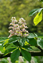 Horse chestnut (Aesculus hippocastanum) flowering in spring. Surrey, England, April.