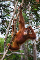 Bornean Orangutan (Pongo pygmaeus) scratching its head whilst hanging from a liana, Tanjung Puting National Park, Central Kalimantan, Borneo, Indonesia.