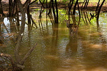 Sunda sambar or Timor deer (Rusa timorensis) looking back, wading in water, Komodo National Park, Indonesia.