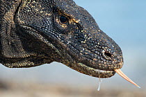 Close-up of Komodo Dragon (Varanus komodoensis) face with tongue extended and saliva dripping from its mouth, Komodo National Park, Indonesia.