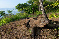 Komodo Dragon (Varanus komodoensis) in its habitat, Komodo National Park, Indonesia.