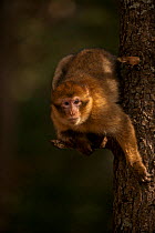 Barbary macaque (Macaca sylvanus) climbing down a tree in the cedar forests of the Middle Atlas Mountains, Morocco.