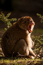 Barbary macaque (Macaca sylvanus) yawning in the cedar forests of the Middle Atlas Mountains, Morocco.