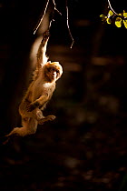 Barbary macaque (Macaca sylvanus) hanging from a branch in the cedar forests of the Middle Atlas Mountains,  Morocco.