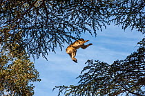 Barbary macaque (Macaca sylvanus) jumping between trees in the cedar forests of the Middle Atlas Mountains,  Morocco.