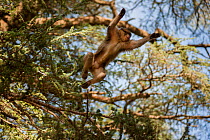 Looking up at Barbary macaque (Macaca sylvanus) leaping from a tree in the cedar forests of the Middle Atlas Mountains, Morocco.