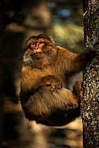 Barbary macaque (Macaca sylvanus) climbing a tree in the cedar forests of the Middle Atlas Mountains, Morocco.