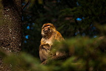 Barbary macaque (Macaca sylvanus) sat in a cedar tree, Middle Atlas Mountains,  Morocco.