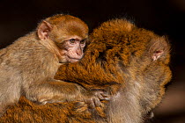 Young Barbary macaque (Macaca sylvanus) on its mother's back, Middle Atlas Mountains,  Morocco.