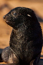 South African fur seal (Arctocephalus pusillus) pup, Cape Cross, Namibia. January.